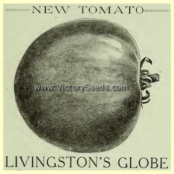 Livingston's Globe Tomato