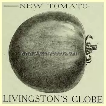 Livingston's Globe Tomato