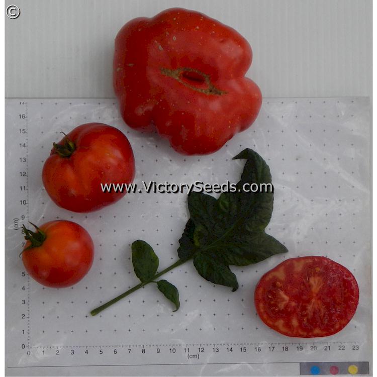 Dwarf Maura's Cardinal Tomato