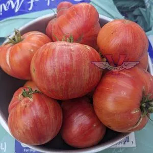 Dwarf Firebird Sweet Tomato
