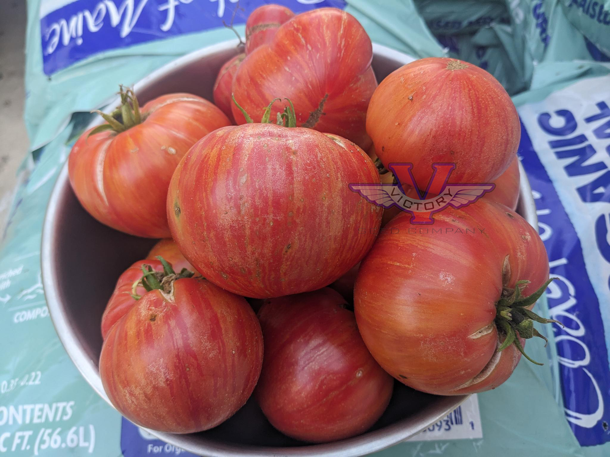 Dwarf Firebird Sweet Tomato
