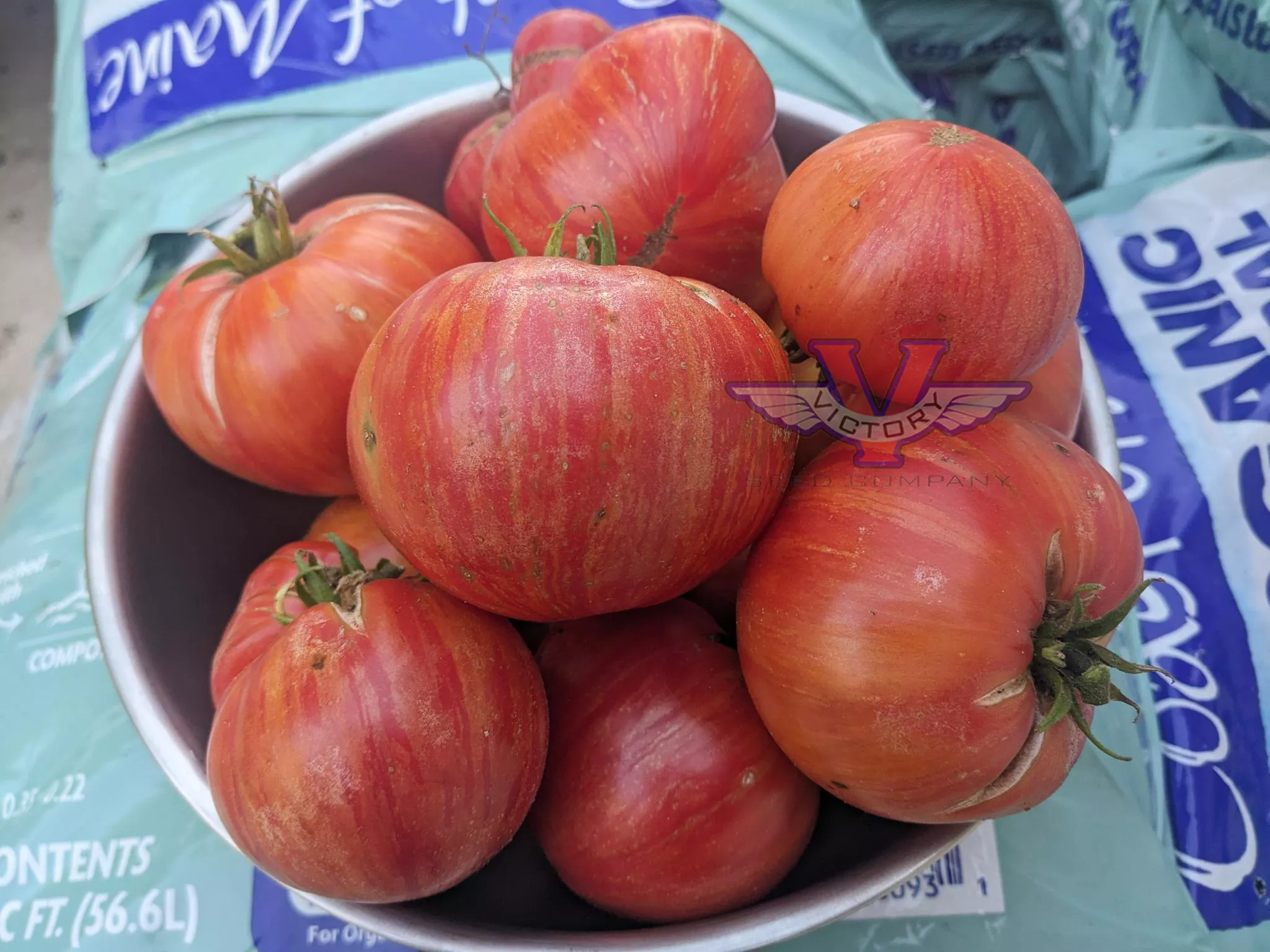 Dwarf Firebird Sweet Tomato