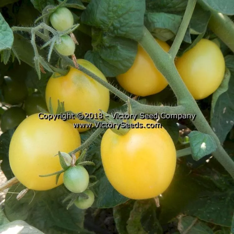 Dwarf Mandurang Moon Tomato