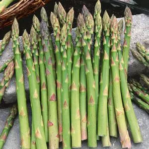 Mary Washington Asparagus
