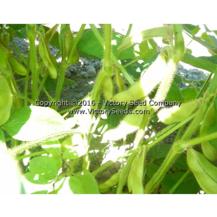 Geant Vert Soybean