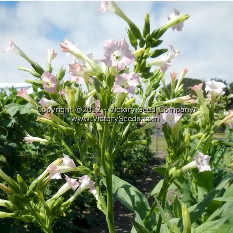 Connecticut Broadleaf Tobacco