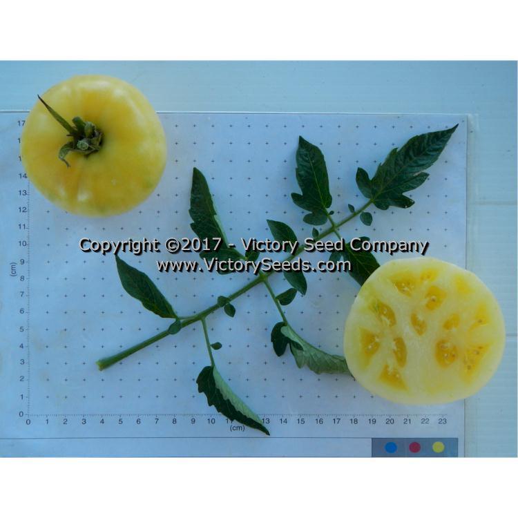 White Tomesol Tomato