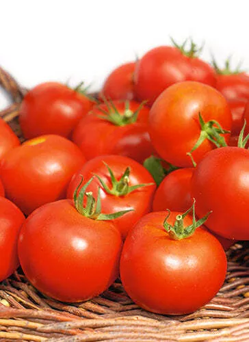 Thessaloniki Tomato