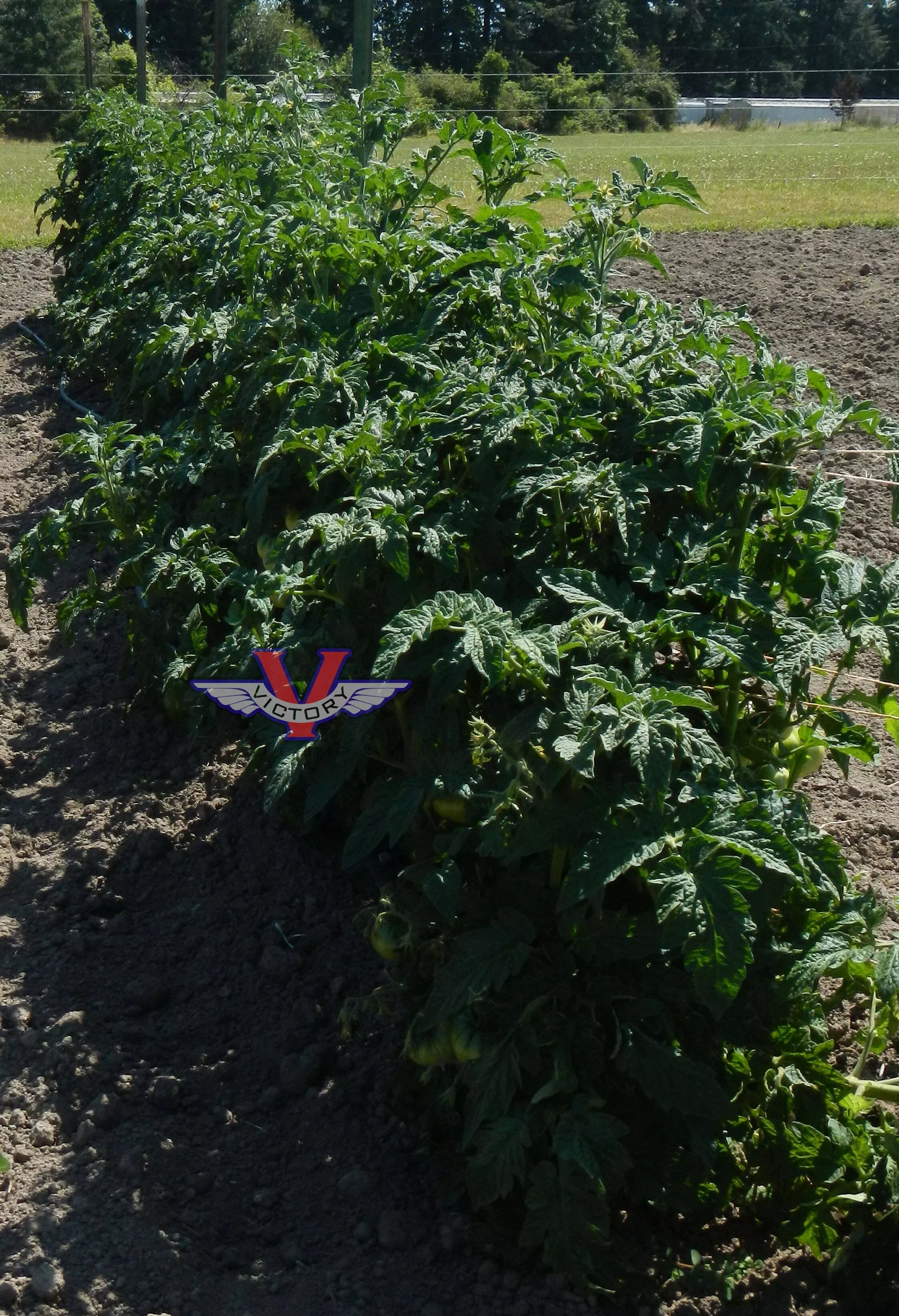 Boronia Tomato