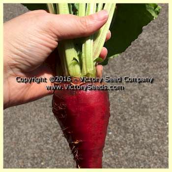 Three Root Grex Beet