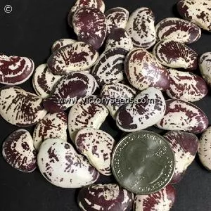 Christmas Pole Lima Bean