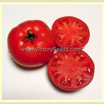 Sturt Desert Pea Tomato