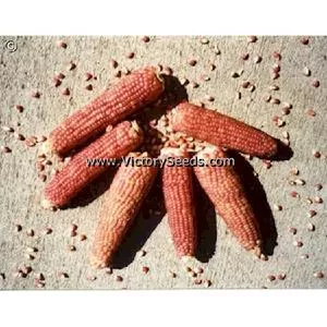 Early Pink Popcorn