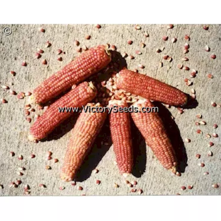 Early Pink Popcorn
