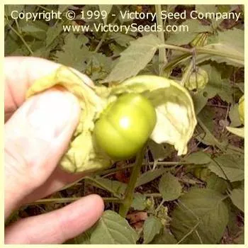 Toma Verde Tomatillo (Green Tomatillo)