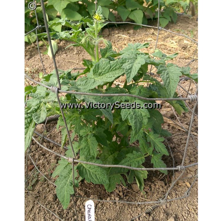 Chocolate Champion Tomato
