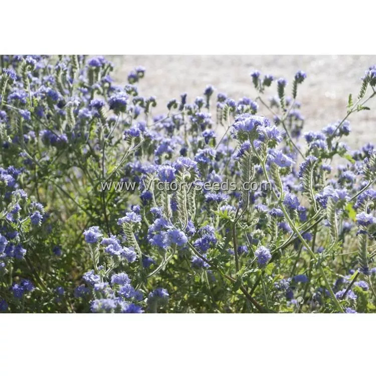 Lacy Phacelia
