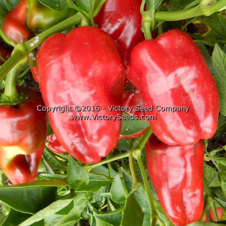 Hajduczek Pepper