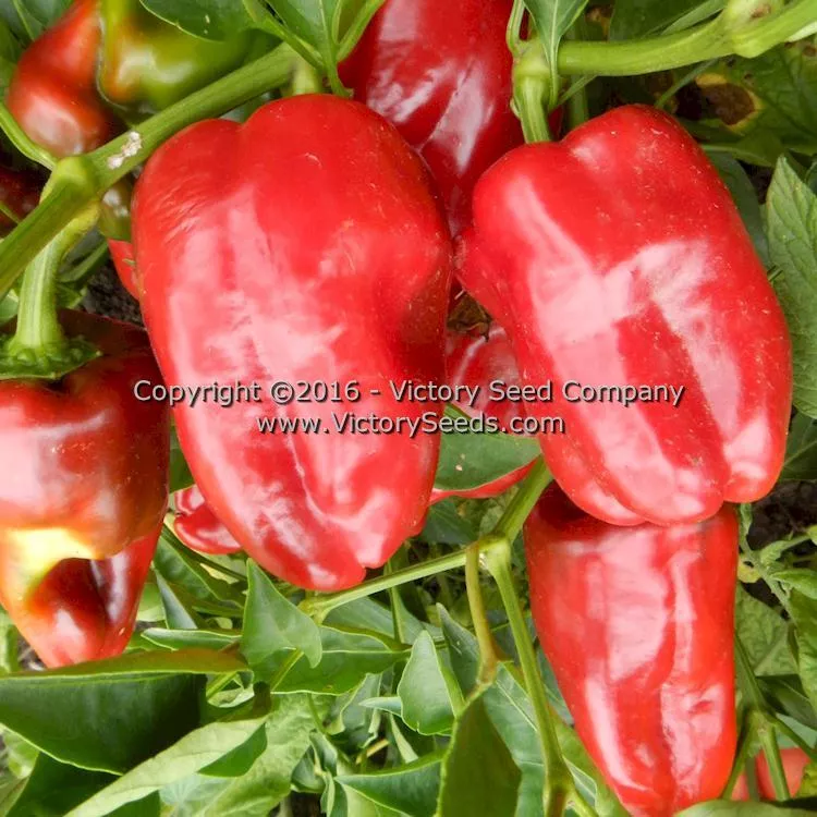 Hajduczek Pepper