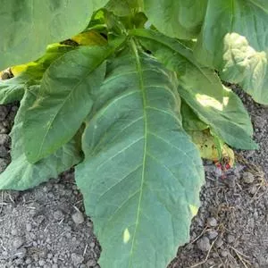 Mississippi Heirloom Tobacco