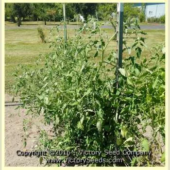 Opalka Tomato