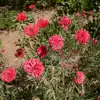 Cornflower, Tall Red (Bachelor's Buttons)