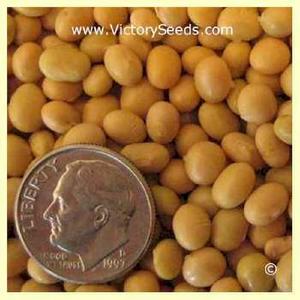 Canatto Soybean