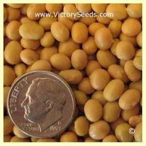 Canatto Soybean