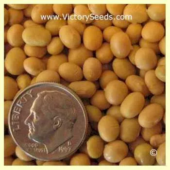 Canatto Soybean