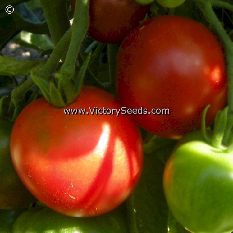 Stupice Tomato