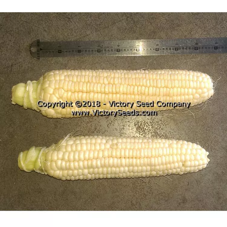Six Shooter Sweet Corn