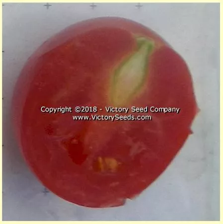Dwarf Bendigo Blush Tomato