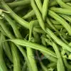 Blue Lake Pole Green Garden Bean, Wright Strain