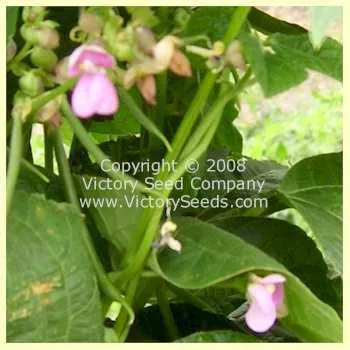 Cherokee Trail of Tears Pole Garden Bean