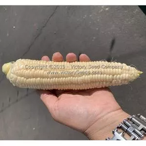 Gill's Early White Market Sweet Corn