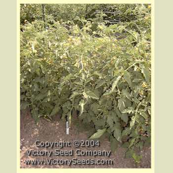 Orange King Tomato