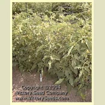 Orange King Tomato