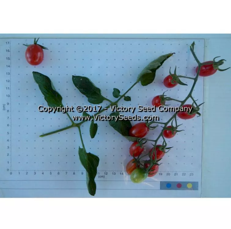 Red Grape Tomato