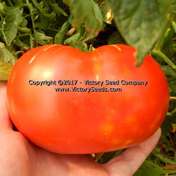 Little Seed Store Mortgage Lifter Tomato Seeds – Organic Heirloom, Native, 94% Germination, Easy To Grow In Containers