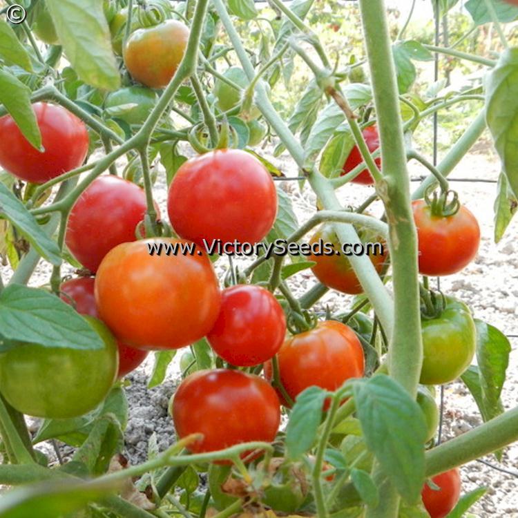 Oregon 11 Tomato