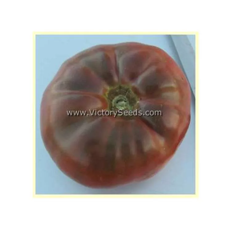 BrandyFred Tomato