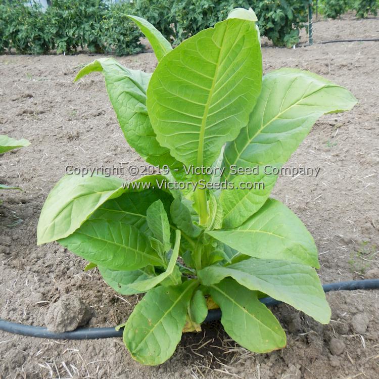 Moonlight Tobacco