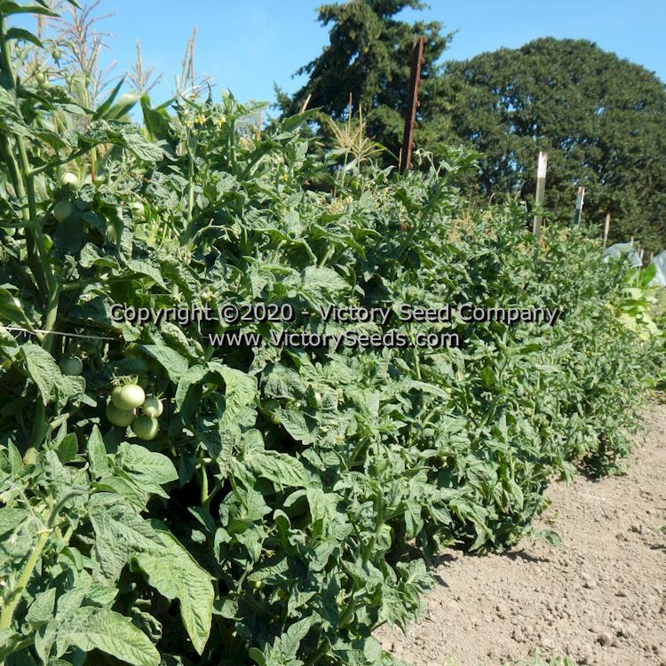 Dwarf Marong Moon Tomato