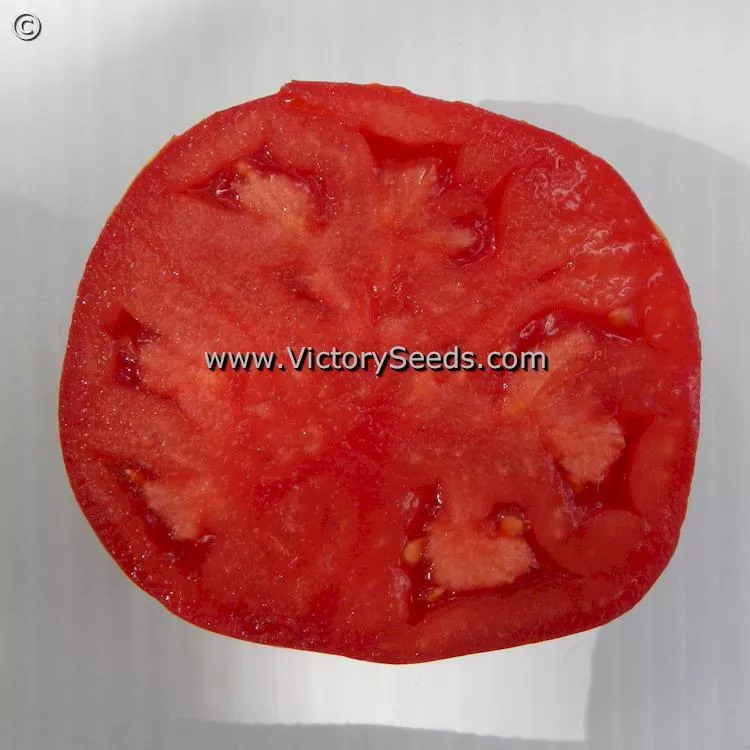 Dwarf Stony Brook Heart Tomato