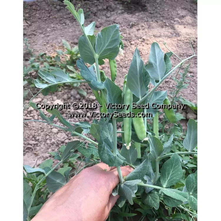 Badger Garden Pea