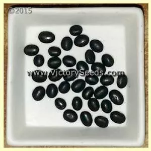 PI 522192 A (VIR 9175) Soybean