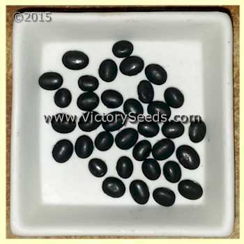 PI 522192 A (VIR 9175) Soybean