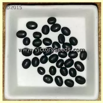 PI 522192 A (VIR 9175) Soybean