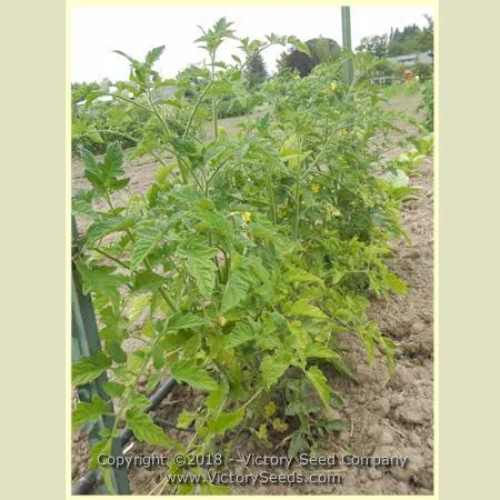Basrawya Tomato