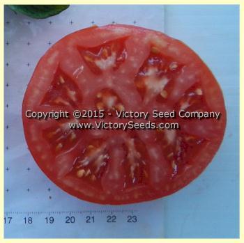 Livingston's Dwarf Stone Tomato
